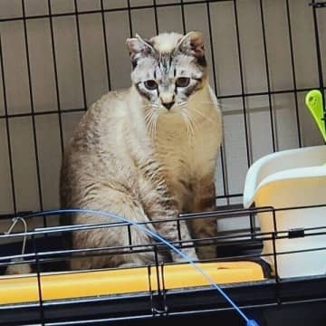 保護猫カフェで2年過ごした元保護猫→警戒心バリバリから「お姉ちゃん好きの陽キャ」に成長