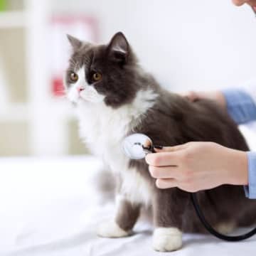 猫が『頭を打った』ときに確認すべきこと3つ　トラブルを防ぐために覚えておきたいこととは