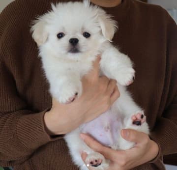 見た目が「ぬいぐるみ」のようだったペキニーズの子犬→4年の月日をともにし、“最高の相棒”へと成長！