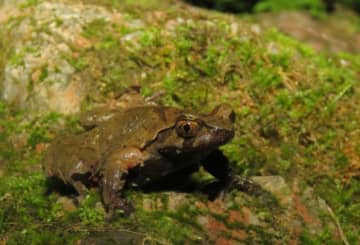 中国中部で両生類の新種発見