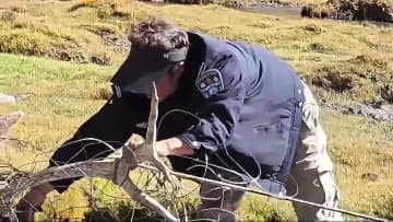 川で身動きが取れなくなったクチジロジカを救出　中国・青海省玉樹州