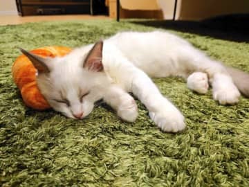 パンのケリぐるみがお気に入りのラグドール子猫→約3年後、成長して見た目が変わっても「好きなものは変わらない」ビフォーアフターが微笑ましい