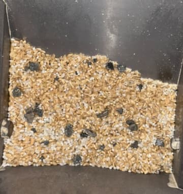 精米中の米に入っていた黒い異物…その正体に絶句。精米所オーナー「は？冗談きついよ」と怒りをにじませる