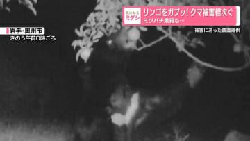 リンゴをガブッ！クマ被害相次ぐ　ミツバチ巣箱も…