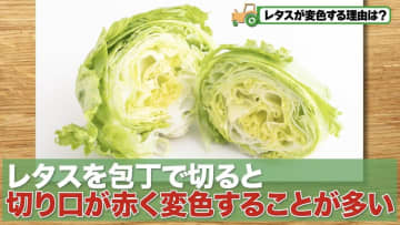 【農家直伝】レタスが赤く変色しない裏技！秘密はつまようじにあり｜1週間シャキシャキ長持ち