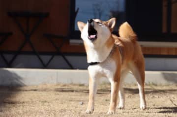「今の時代、犬は家の中で飼うのが当たり前」？　朝6時から吠える近所の犬に悩まされている男性の訴え