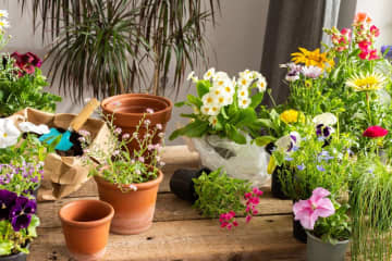 【ガーデニング初心者におすすめ】多年草を選ぶ？それとも一年草？「植物のライフサイクル」