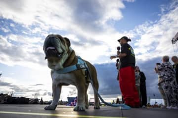 「ロスコー、フォーエバー」ハミルトンが愛犬の死を発表。F1、FIA、チームやドライバーたちが弔意を表す