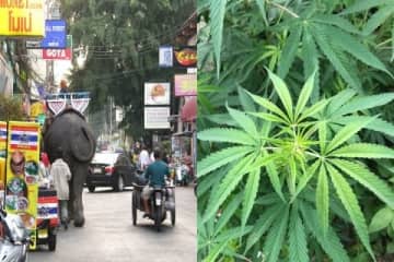 「タイで大麻吸う」動画が物議、犯罪に問われる可能性ある？ 弁護士が「海外なら大丈夫は誤解」と警告するワケ
