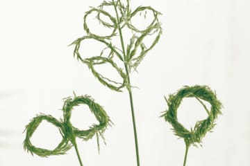 秋の草花で遊ぼう♪ お散歩で見つけた「メヒシバでしゃぼん玉」