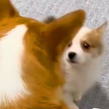 赤ちゃん犬と初めて会った『先輩犬』→目を合わせた次の瞬間…ずっと見ていたい『まさかの指導』が29万再生「いきなりｗ」「相性バッチリ」