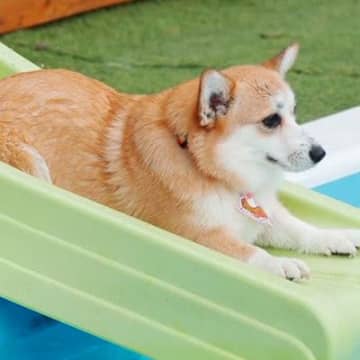 初めてウォータースライダーに挑戦した『短足の犬』→あまりにも可愛い『ジャンプの瞬間』が100万表示「芸術点満点」「美しい…」と反響