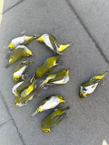 北京で渡り鳥がビルのガラス壁面に衝突し死亡