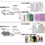 麻布大学・名古屋大学・愛知医科大学　薬剤投与でマウスの胚着床を誘導することに成功
