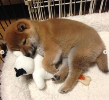 遊び疲れて寝てしまった無邪気な柴の子犬→11年後、飼い主にとって“相棒であり我が子”のような存在に