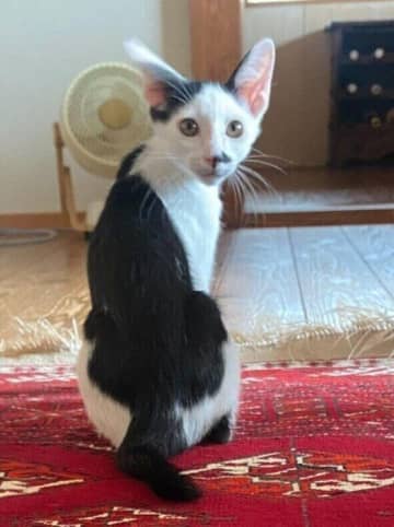 お迎え時はひょろっとしていた生後3カ月の保護子猫→2年後には“前髪”はそのままに大きく成長！