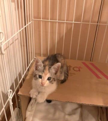 車のエンジンルームに隠れていた推定生後2カ月の子猫を保護→4年後、堂々とした「美人なお姫様」に成長した姿にほっこり！