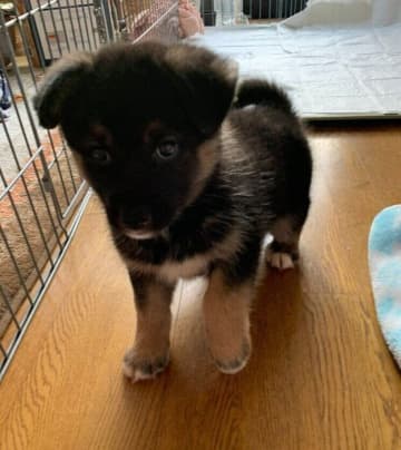 野犬から生まれた元保護子犬→4年後、悩みだった吠え癖も改善し飼い主さんにとって「子どもであり相棒」のような存在に