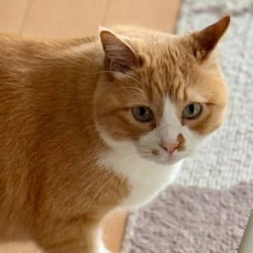 忘れ物を取りに戻った飼い主を見て「無言で驚いた表情」に　愛猫の意外な反応にクスッ！