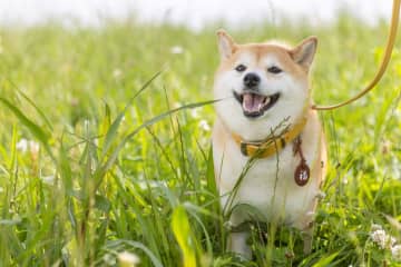 『シバのおきて』柴犬・福助に癒やされる眼福の45分間　幸福に生きるヒントがここに