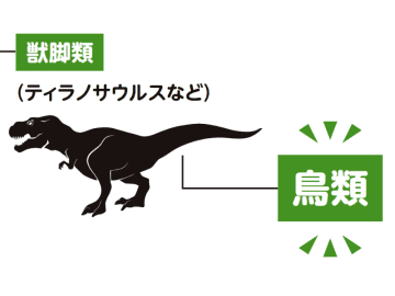 鳥類の祖先は1億6000万年前に出現した！ 鳥のルーツである古代生物とは!?【眠れなくなるほど面白い 図解 鳥の話】