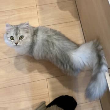 原因はストレスかも？猫が鳴きながら歩く理由を獣医師に聞いた