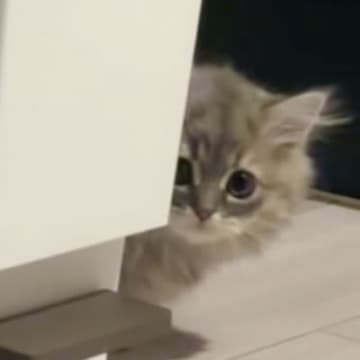 家の中をお散歩していた子猫→『ふと振り返った』次の瞬間…愛おしすぎる光景が54万再生「猫生1週目すぎて好き」「意味わからんぐらい可愛い」