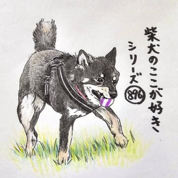 柴犬あるある、急にひょこひょこガニ股歩きを始まるとこ｜連載「ここ掘れここ柴」vol.297