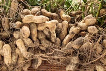 期間限定☆ホクホクの落花生をぜひご家庭で味わってみて！【落花生（生ピーナッツ）狩り体験】道の駅アグリパーク竜王