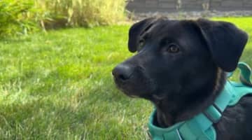 口に粘着テープ巻かれる虐待受けた子犬、発見したカップルが里親に　米コロラド州