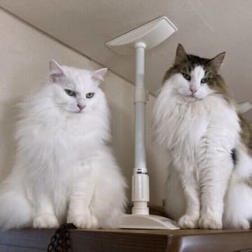 猫が「真夜中の大運動会」を開催する理由は？ やめさせる方法はある？ 獣医師に聞いた