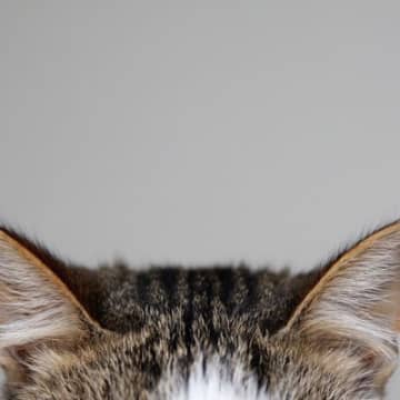 猫にとって『心地よい音』4選　愛猫が夢中になる理由や苦手な音もご紹介