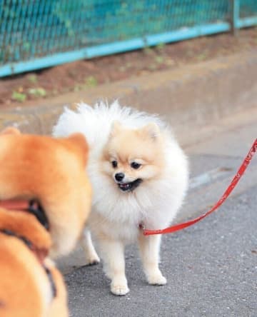 犬の「要求吠え」にはアイコンタクトのしつけがカギ！専門家が対処法を解説