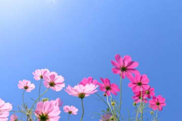 先着で花苗無料プレゼントも！【おおつ花フェスタ2025秋の緑化フェア】ステージイベントや遊びブース、グルメエリアも充実♪
