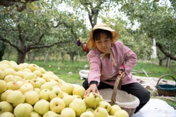 実りの秋、地元特産の酥梨が収穫期　中国安徽省碭山県