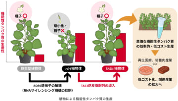 機能性タンパク質を大量に生産できる植物を開発