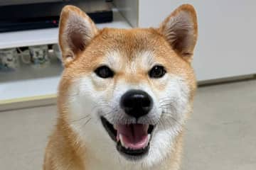 「お縄になったいぬ」　パトカーの運転席に柴犬　驚きの一枚が話題に　「いぬのおまわりさんかと思ったよ」