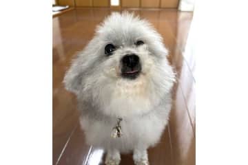 「帰ってきたことに気づかず私の帰りを待ち続けてます」　15歳のシニア犬　健気な後ろ姿に感動の声「泣いちゃった」