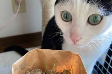 「ついに見守りカメラを購入」→元保護ねこが深夜2時にまさかの行動　「いつもはちぎってあげていたんですが…」