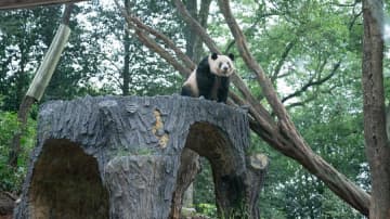 パンダのシャンシャン、遊具の上でリラックス　中国四川省