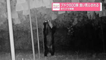 ブドウ600房　食い荒らされる　またクマ被害
