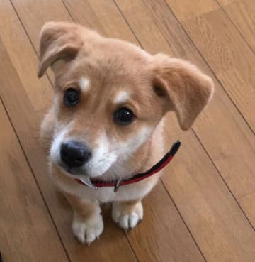 垂れ耳であどけなかった保護子犬→8年後には「耳ピン&美脚」の成長姿にほっこり！
