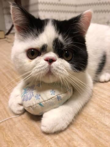 お迎え当初は通院することが多かった生後4カ月の子猫→5年で「丸々とスクスク」成長したビフォーアフターにほっこり！