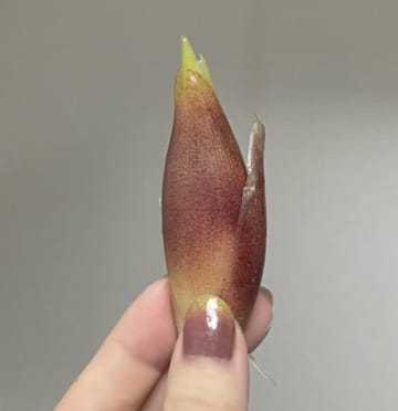 【奇跡の一致】いちじくネイルがまさかのミョウガにそっくり→衝撃のシンクロ率に「完全に一致w」と笑いの声も
