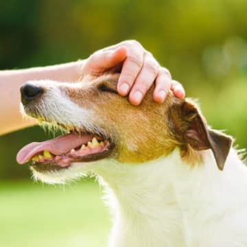 『甘えんぼうな犬』がみせる仕草や行動５選　フレンドリーなワンコの特徴や人懐っこい性格に育つきっかけまで