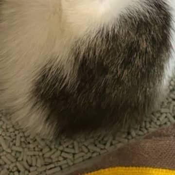 全身ノミだらけで『ガリガリの状態だった赤ちゃん猫』を保護→2日経つと…尊すぎる瞬間に2万いいね「よかったねぇ〜」「安心したんだね」