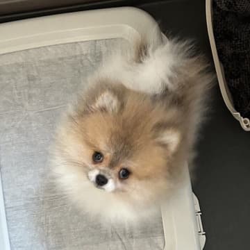 “毛量こんなに違うの!?” 生後2カ月のポメラニアン子犬が、8カ月後にはふわもこ姿に成長！