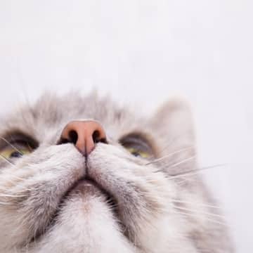 猫が『鼻を舐めている』ときの心理4選　不安のサイン？何気ない動作の意味とは