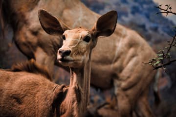 動物園が “319匹の動物” を残し『閉園』20年間も運営するも “行政と折り合い合わず” ネットでコメント殺到「経営側も問題があるけど、動物園を観光に利用してきた行政側も悪いだろ」「これ、最終的に殺処分になるってことだよね？あんまりでしょ」