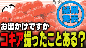 週刊アンケート：【結果発表】コキアを撮ったことある？